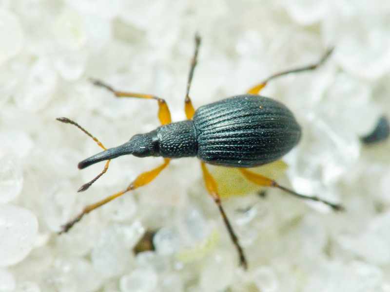 Protapion interjectum (Desbrochers, 1895)